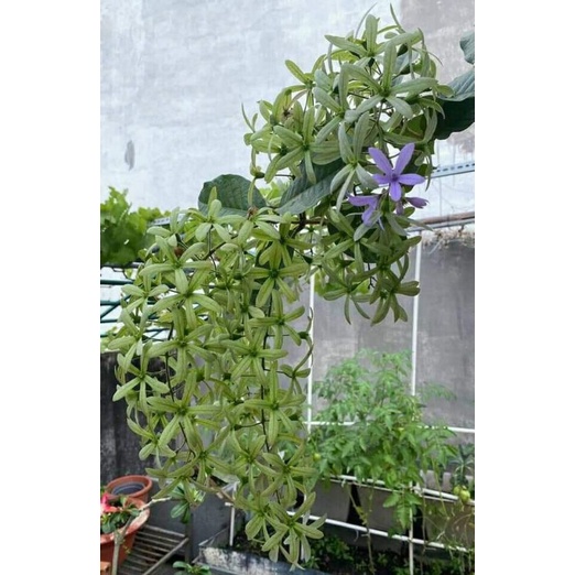 Cây mai xanh thái chuẩn giống