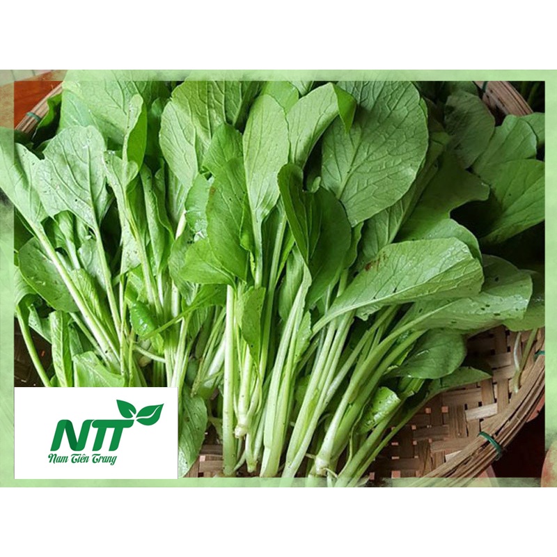 Hạt giống rau Cải ngọt