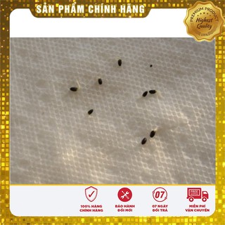 Hạt giống cây KiWi