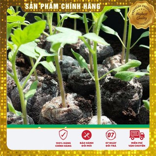 Viên nén xơ dừa  ươm hạt giống khó tính
