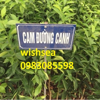 Cây cam đường canh và quýt thái