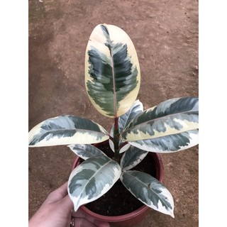 Chậu đa búp đỏ cẩm thạch - Ficus Elastica Tineke