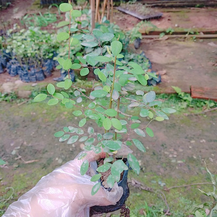 🌿 Cây giống rung rúc - cây trong bầu khỏe mạnh