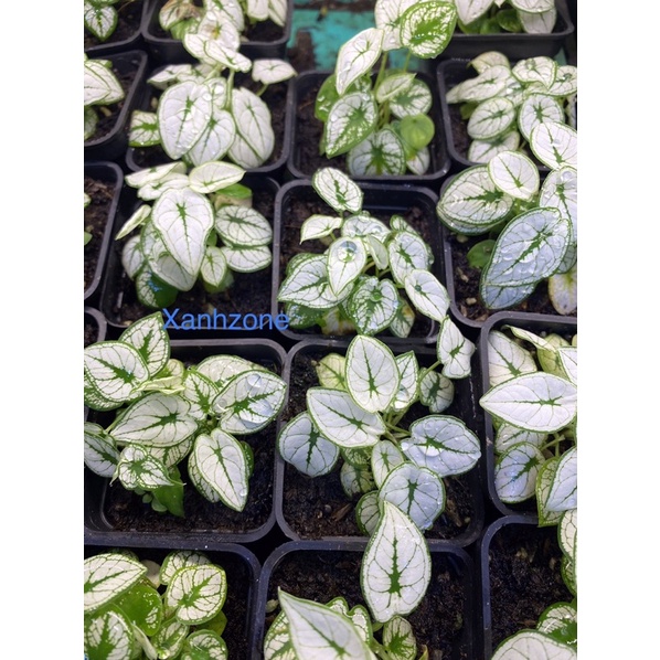 Môn trắng mini đẹp set hồ bán cạn, terrarium, tiểu cảnh