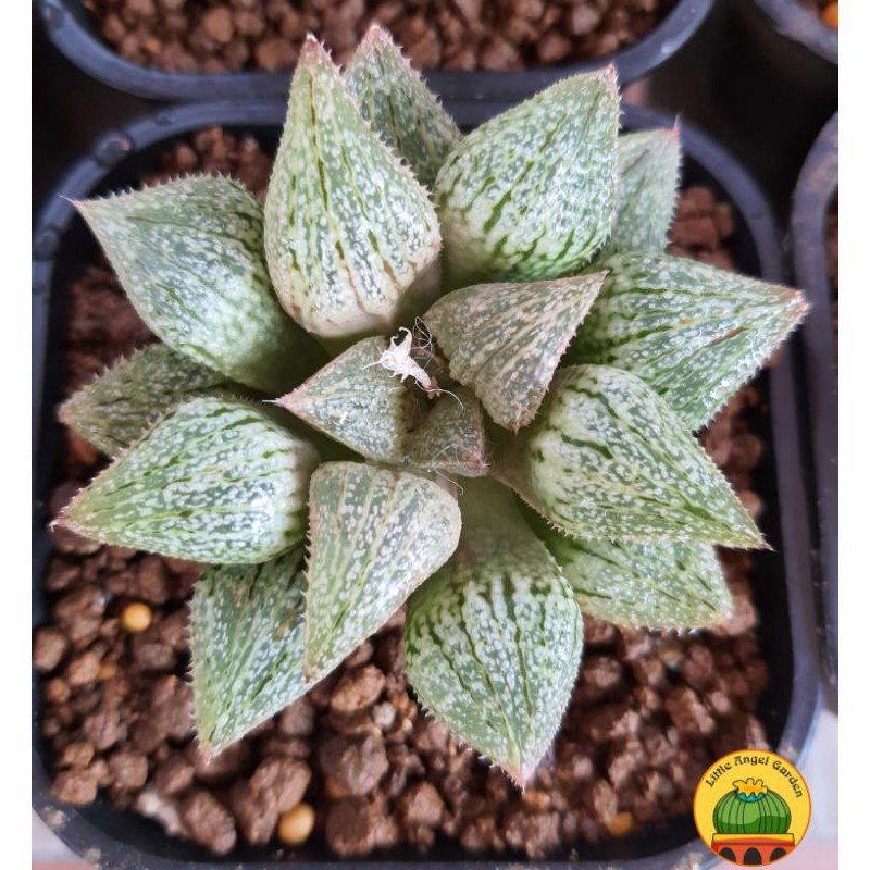 Sen đá kim cương | Haworthia Picta Crystal Pink