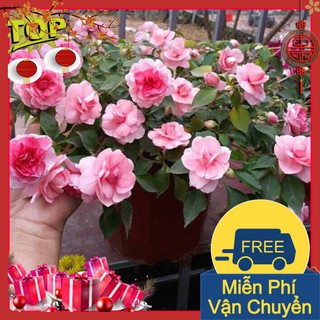 Combo 2 Gói Hạt Giống Hoa Ngọc Thảo Kép