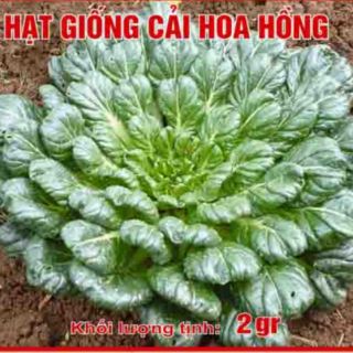 Hạt giống cải hoa hồng