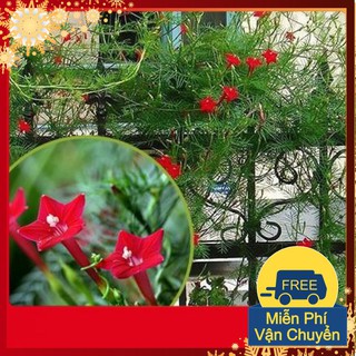 Hạt Giống Hoa Tóc Tiên Mix