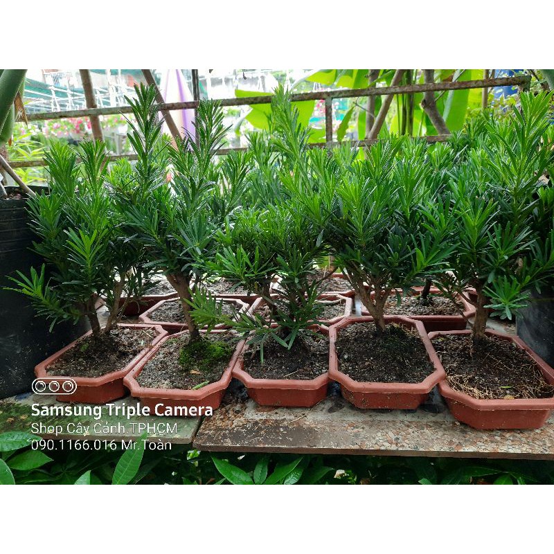 Com bo 5 cây tùng la hán ( vạn niên tùn )