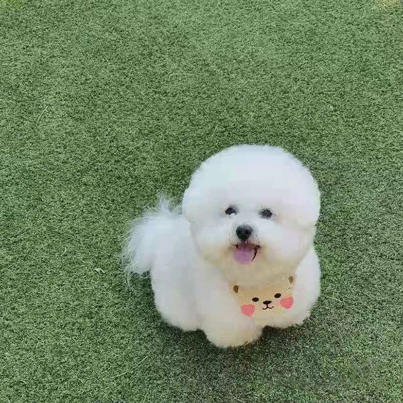 Khăn quàng cổ cho thú cưng,yếm quàng cổ chó mèo CANDYPETS YCM