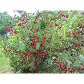 Cây giống nhót ngọt mỹ