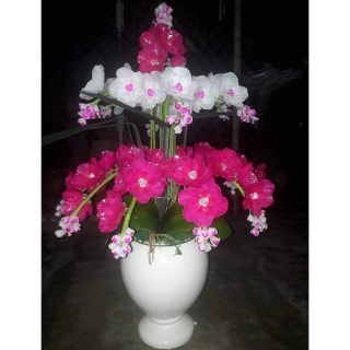 Combo nguyên liệu lan hai tầng 861