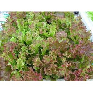 Hạt giống xà lách tím
