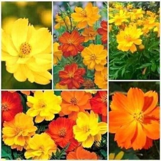 💥 200 hạt hạt cánh bướm vàng cam 💖SALE SOCK💖 chịu nhiệt tốt, hoa quanh năm💖