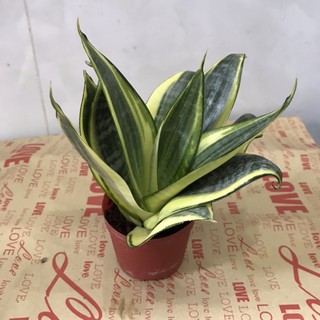 [Xanhshop22] Cây lưỡi hổ lưỡi mèo mini để bàn