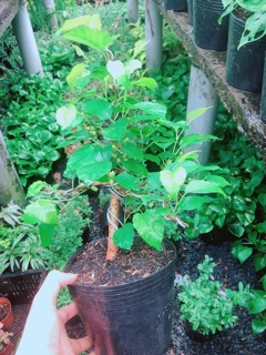 Cây Dâu Bonsai