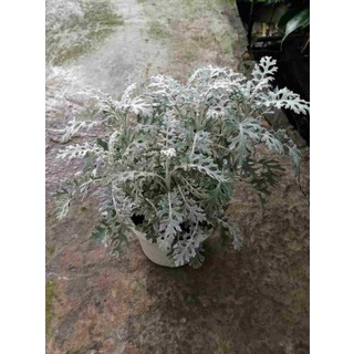 [HÀNG CHÍNH HÃNG] Hạt Giống Cúc Lá Bạc Cây Ren Bạc