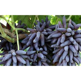 CÂY GIỐNG NHO PHÙ THỦY