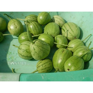 Hạt Giống Dưa Hấu Thu Non, Dưa Canh Rado 701 Gói 2gr