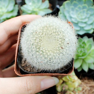 Xương Rồng Lông Thiên Nga