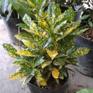 Cây Vàng Bạc (nhỏ )