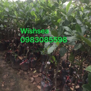 Cây mít thái cây to hơn loại 80k