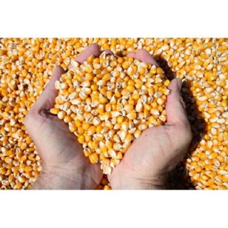 Bắp Nổ Mỹ - Bắp Rang Bơ (dùng làm món BẮP RANG BƠ)