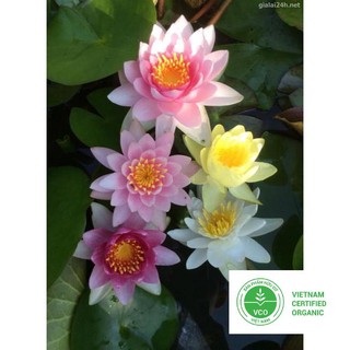 5 Hạt giống Súng thái (kèm Hướng dẫn ươm) THUTHUY