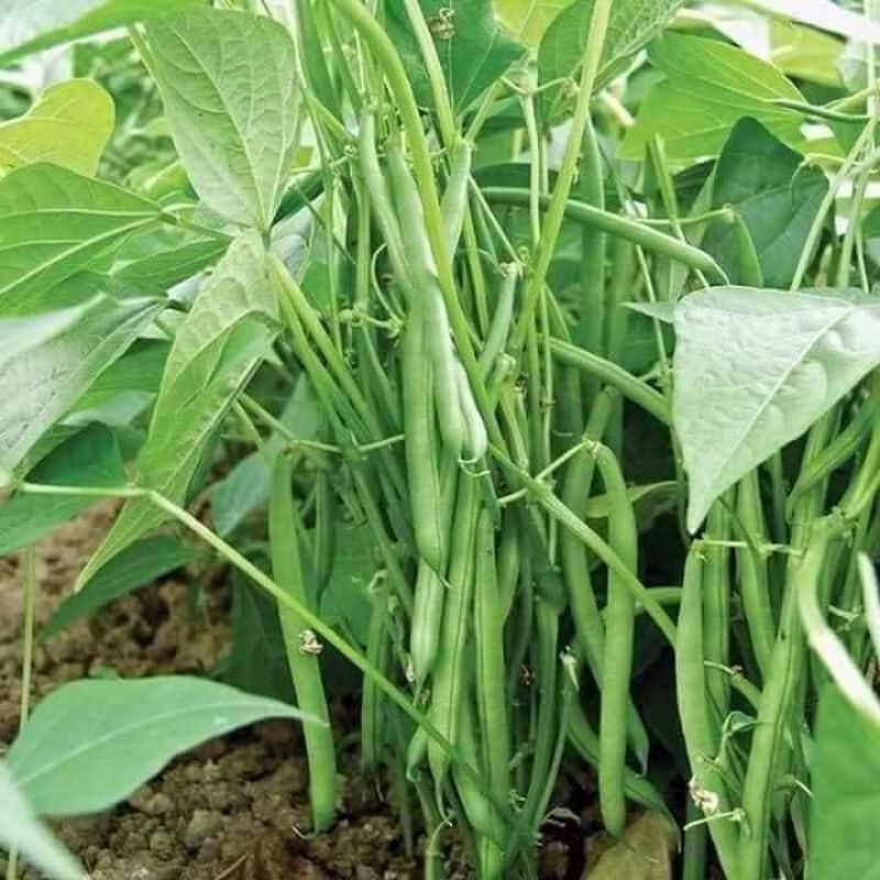 [Seeds] Hạt giống Đậu Cove bụi lùn RD11, đóng gói