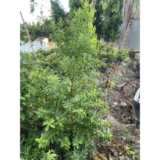 Cây Giống Gỗ Đàn Hương Trắng Ấn Độ