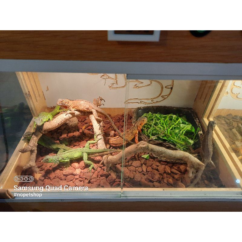 Gỗ thông đỏ khử mùi lót chuồng iguana, bò sát,...decor cực chất.