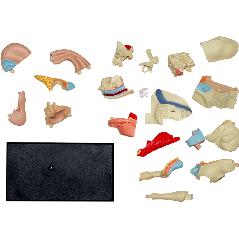 MÔ HÌNH GIẢI PHẪU 4D TAI NGƯỜI