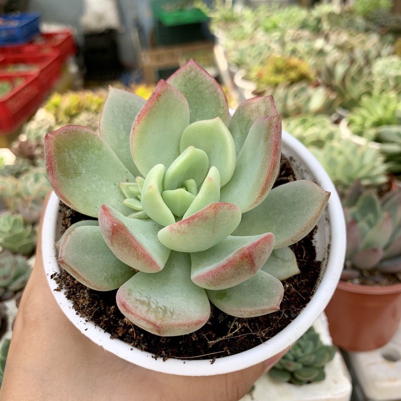 SEN ĐÁ MÁ HỒNG CHẬU TO 10cm