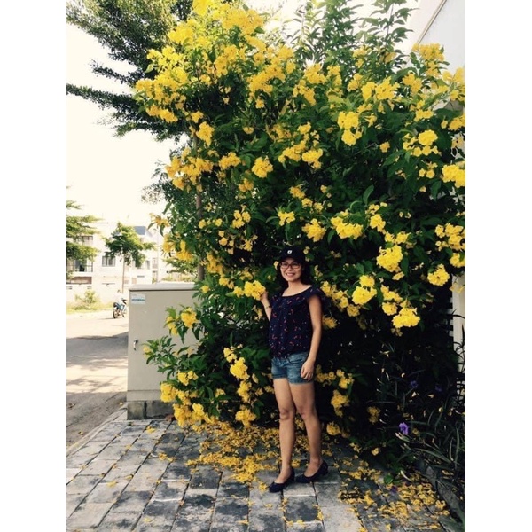 Cây huỳnh liên chuông vàng hoa quanh năm