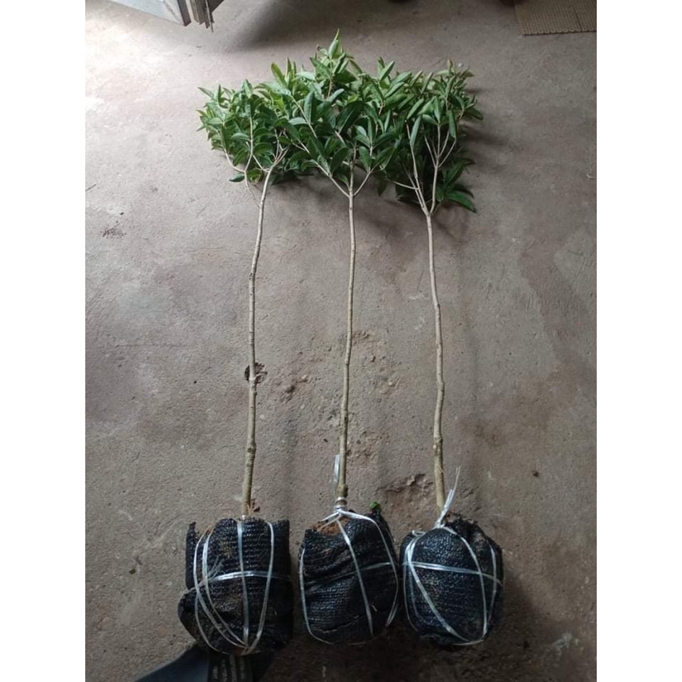 Cây mộc hương ta cao 1m2 thoát thân 80cm .