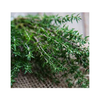 Hạt giống cỏ xạ hương (Thyme)