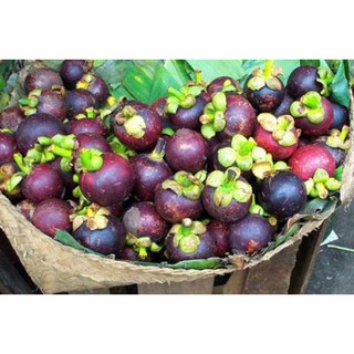cây măng cụt có sẵn bầu