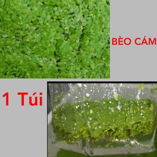 Bèo cám 1 túi - cây thủy sinh