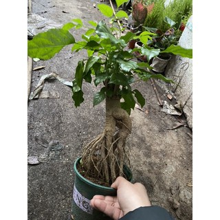 Cây hạnh phúc
