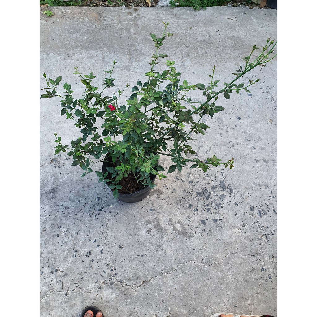 Hoa hồng cổ huế