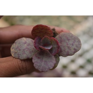 Sen đá da báo mini 2-4cm