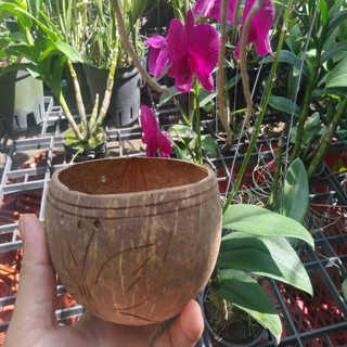 gáo dừa trồng lan