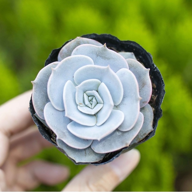 Sen đá đất hồng 5-7cm - Vườn sen đá