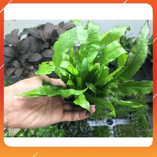 Cây thủy sinh Dương Xỉ Java (Microsorum java)
