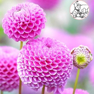 Hạt giống hoa cúc thược dược tổ ong nhiều màu - Gói 0,5 gram