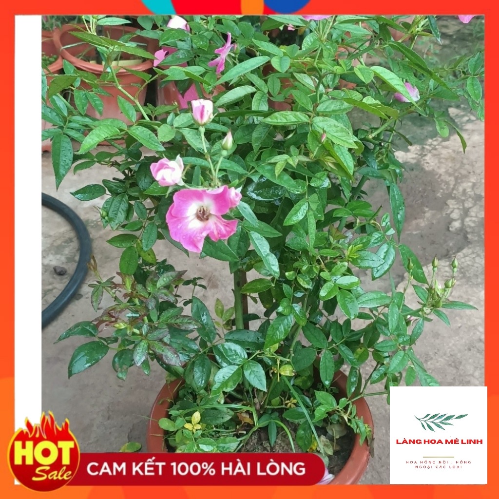 Hoa hồng Ngoại SANJIT ROSE [SIÊU HOT] - CÂY SUM XÊ NHIỀU NỤ