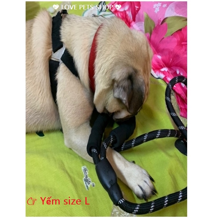DÂY DẮT CHÓ PHẢN QUANG CÓ LÒ SO TRỢ LỰC (CHỈ CÓ DÂY) -  LOVE PETS SHOP