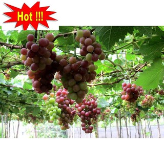 Hạt giống Nho pháp (10 hạt)