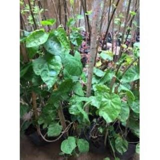 Cây giống Hoa thiên lý ( combo 2 cây)