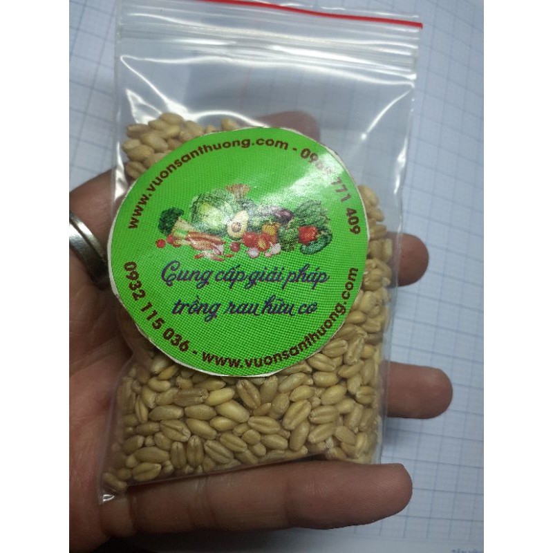 Hạt Giống Cỏ Lúa Mì (Gói 100gr), Cỏ Mèo Dùng Trang Trí Cho Mèo, Ăn,..